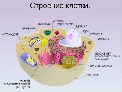 Грибная клетка рисунок - 70 фото