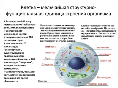 Особенности строения животной клетки • Биология, Животные • Фоксфорд Учебник