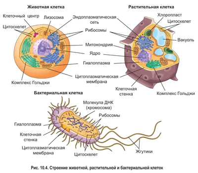 Строение клеток эукариот. Цитоплазма, ядро, одномембранные органеллы •  Биология, Цитология • Фоксфорд Учебник