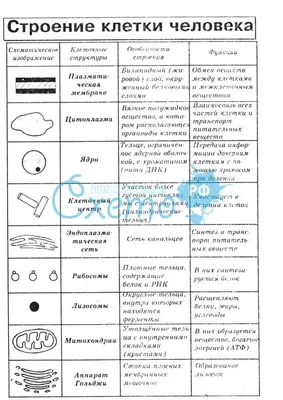 Картинки клетки - 79 фото