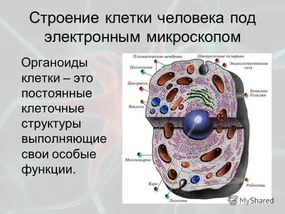 Презентация на тему: "Клеточное строение организма Цель урока: изучить  строение и жизненные свойства клетки организма человека.". Скачать  бесплатно и без регистрации.