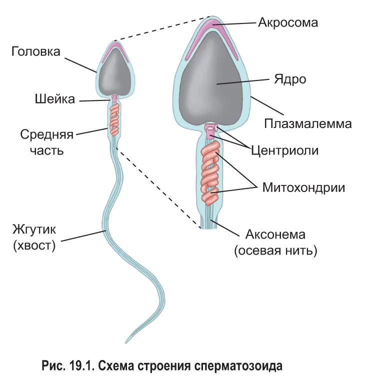 Рисунок мужской половой клетки. Половые клетки строение сперматозоида схема. Строение мужской гаметы сперматозоида. Строение и форма сперматозоида. Строение сперматозоида млекопитающего.