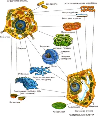 Строение клетки (Биология 11класс) | Quizizz
