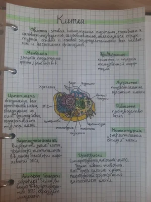 Строение клетки(анатомия человека) | Система органов человека, Углубленное  изучение биологии, Учащиеся медучилища