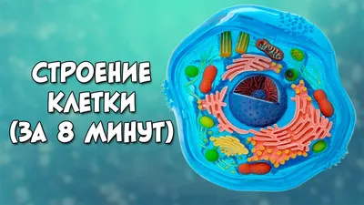 Строение животной клетки