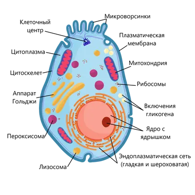 Органоиды клетки, подготовка к ЕГЭ по биологии