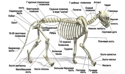 Кровеносная система кошек: сердце, сосуды и кровь | PRO PLAN