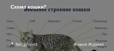 Строение кошки, версия от whiskas | Пикабу