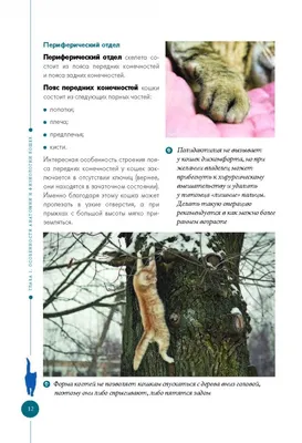 Зрение у кошек: могут ли кошки различать цвета | WHISKAS®