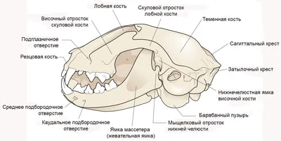 Строение глаза у кошек и собак | ZooVision