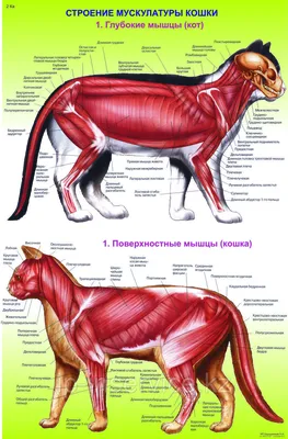 Особенности пищеварения и кормления кошек