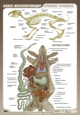 Анатомия кролика: строение скелета, органов, фото