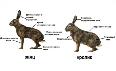 Скелет кролика: строение, особенности пищеварительной системы