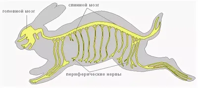 Схема строения внутренних органов