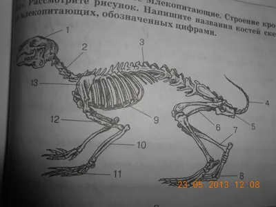 : Как устроено зрение кроликов