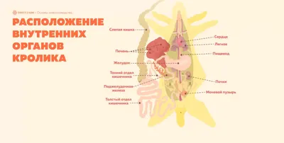 Строение скелета кролика