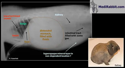 Анатомо-топографическая характеристика лёгких кролика домашнего  (Oryctolagus cuniculus) – тема научной статьи по ветеринарным наукам  читайте бесплатно текст научно-исследовательской работы в электронной  библиотеке КиберЛенинка