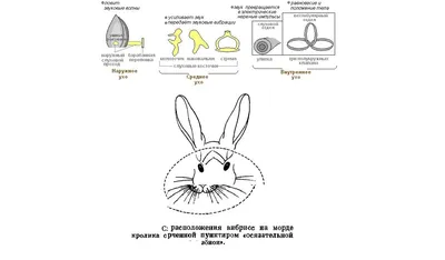 Скелет кролика: строение, особенности пищеварительной системы