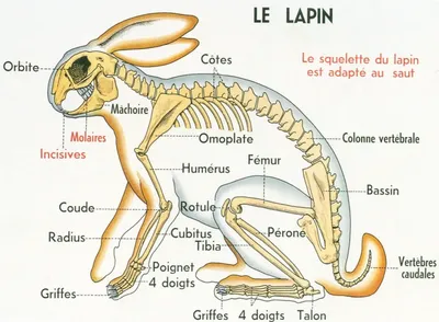 Строение скелета кролика