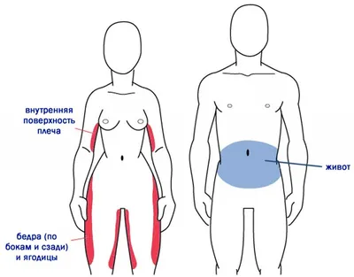 Анатомия органов таза мужчины - описание, заказать | Гэотар-мед