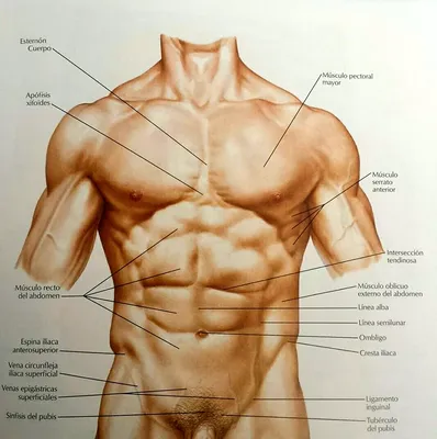 Анатомия мужчины рисунок - 75 фото