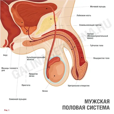 Анатомия человека на русском Illustrated Atlas of Human Anatomy Russian  book | eBay