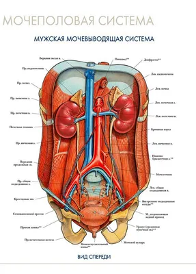 Пищеварительная система : нормальная анатомия | e-Anatomy