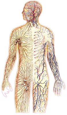 Строение мужской половой системы и таза: иллюстрации с надписями | e-Anatomy