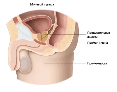 Расположение и анатомия предстательной железы | 