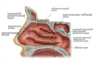 Нос человека: краткое руководство по строению и функциональным особенностям  - Блог проекта OMORFIA