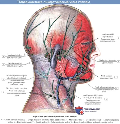Анатомия человека: Полость носа. Слизистая полости носа. Зоны полости носа.  Околоносовые пазухи
