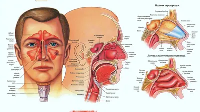 Лечение воспалительных заболеваний придаточных пазух носа в Одессе |  Клиника доктора Запорожченко