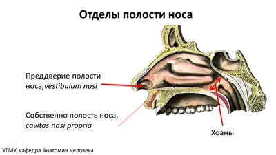 Возрастная анатомия носа - YouTube