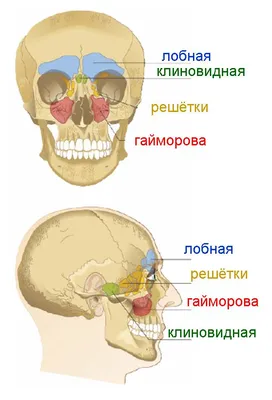 Ринофарингит: симптомы, лечение, причины у детей и взрослых