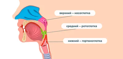 Построение Носа Академический Рисунок (58 Фото)