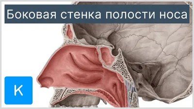 Плакат “Анатомическое строение уха, горла и носа (1)” - ООО "МЕДСИМ"