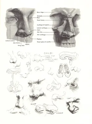 Анатомия и функция носа