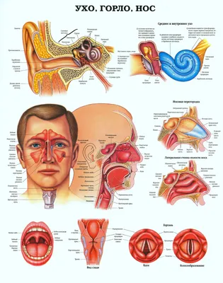 Анатомия носа для... - ValMari School Invasive Cosmetology | Facebook