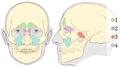 Придаточные пазухи носа — Википедия