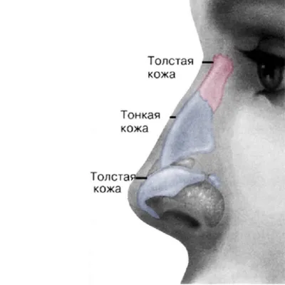 Полость носа (cavitas nasalis) | Анатомия человека | Пикабу