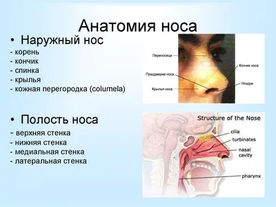 Ухо, горло, нос, плакат глянцевый А1+/А2+ › Купить оптом и в розницу › Цена  от завода