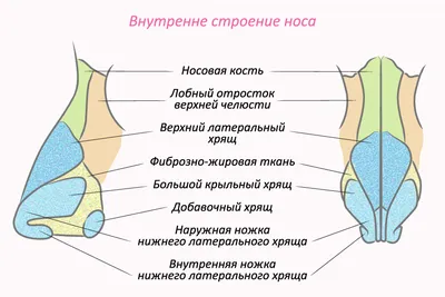 Анатомия человека: голова, шея. Возрастные изменения