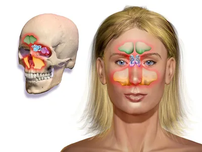 Нос человека: строение, как работает нос, какие болезни характерны