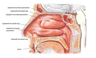 Анатомия человека: голова, шея. Возрастные изменения