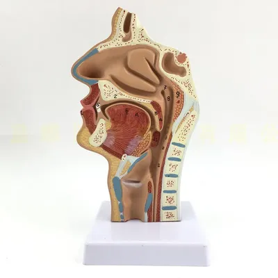 Модель анатомии носа человека, патология носа, отоларингология, модель  человеческой носовой полости | AliExpress