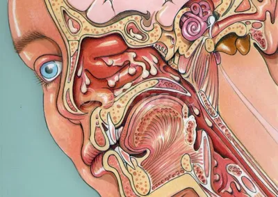 Анатомия и функция носа