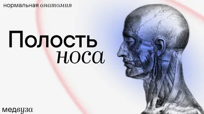 Мимические мышцы лица, 3D Анатомия человека