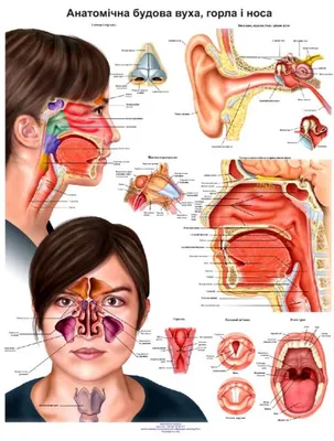 Плакат “Анатомическое строение уха, горла и носа (3)” - ООО "МЕДСИМ"