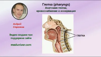 Анатомия глотки, кровоснабжение и иннервация -  - YouTube
