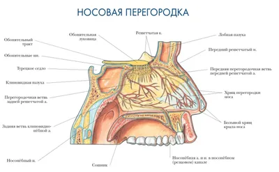 Носоглотка человека купить – цена от ElizLabs